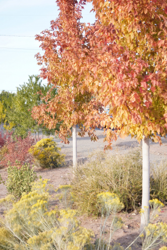 New Mexico in the Fall Season