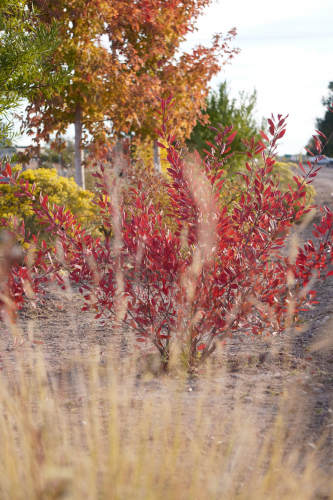 New Mexico in the Fall Season