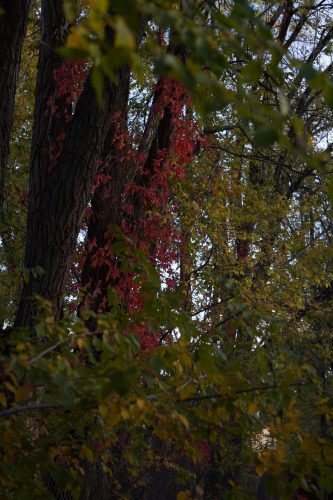 New Mexico in the Fall Season