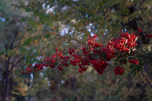 New Mexico in the Fall Season