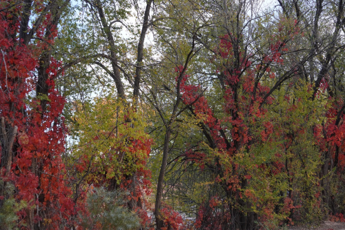 New Mexico in the Fall Season