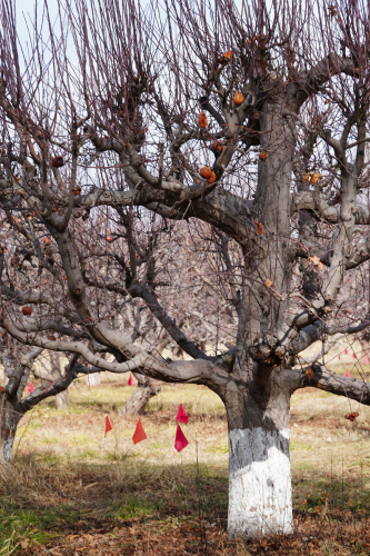 Hays Apple Farm CX Race 2024
